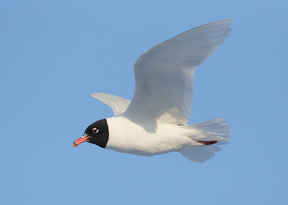 Mediterranean Gull Larus melanocephalus