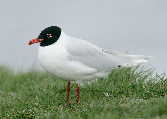 Mediterranean Gull Larus melanocephalus