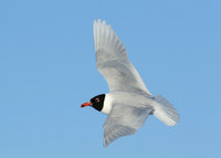 Mediterranean Gull Larus melanocephalus