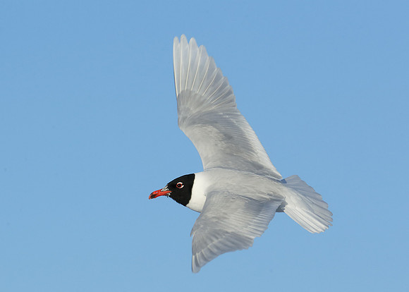 Mediterranean Gull Larus melanocephalus