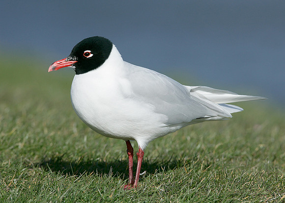 Mediterranean Gull Larus melanocephalus