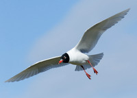 Mediterranean Gull Larus melanocephalus