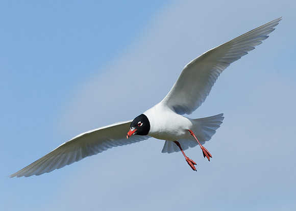 Mediterranean Gull Larus melanocephalus