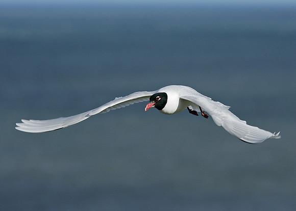 Mediterranean Gull Larus melanocephalus