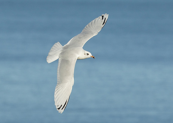 Mediterranean Gull Larus melanocephalus