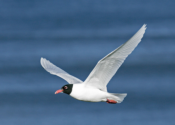 Mediterranean Gull Larus melanocephalus