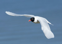 Mediterranean Gull Larus melanocephalus