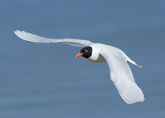 Mediterranean Gull Larus melanocephalus