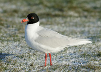 Mediterranean Gull Larus melanocephalus