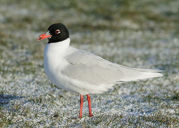 Mediterranean Gull Larus melanocephalus