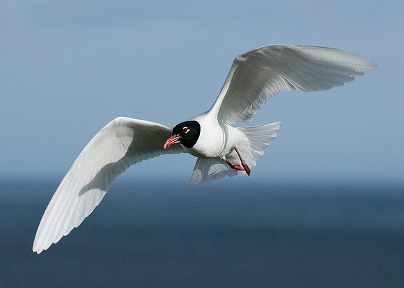Mediterranean Gull Larus melanocephalus