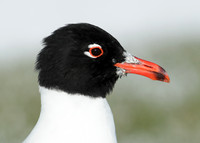 Mediterranean Gull Larus melanocephalus