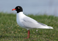 Mediterranean Gull Larus melanocephalus