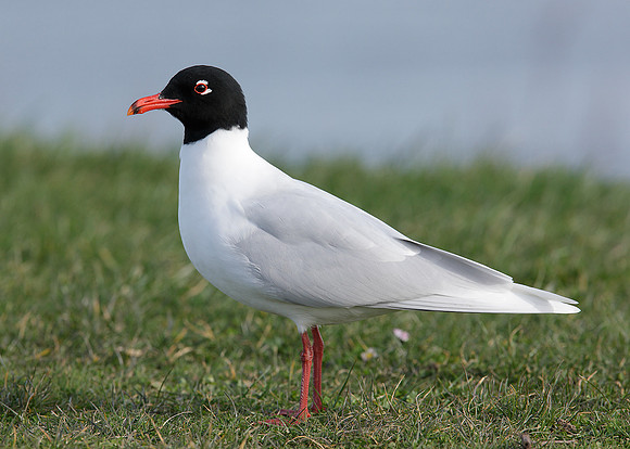 Mediterranean Gull Larus melanocephalus