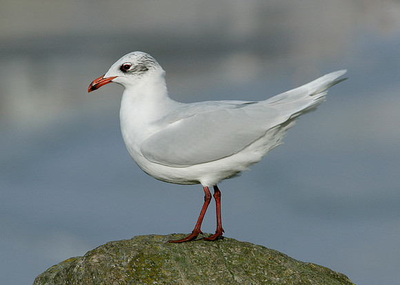 Mediterranean Gull Larus melanocephalus