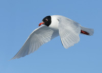 Mediterranean Gull Larus melanocephalus