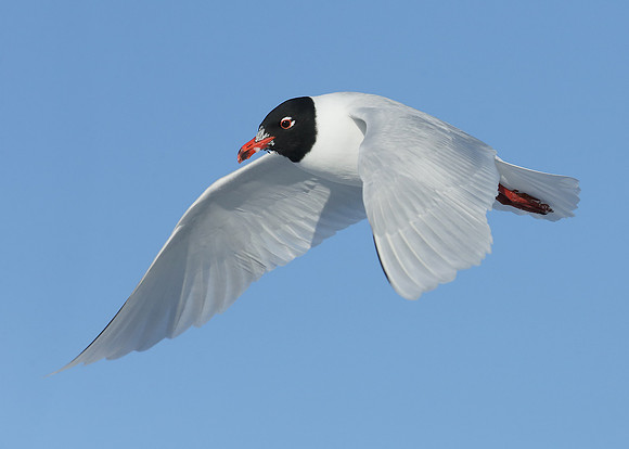 Mediterranean Gull Larus melanocephalus