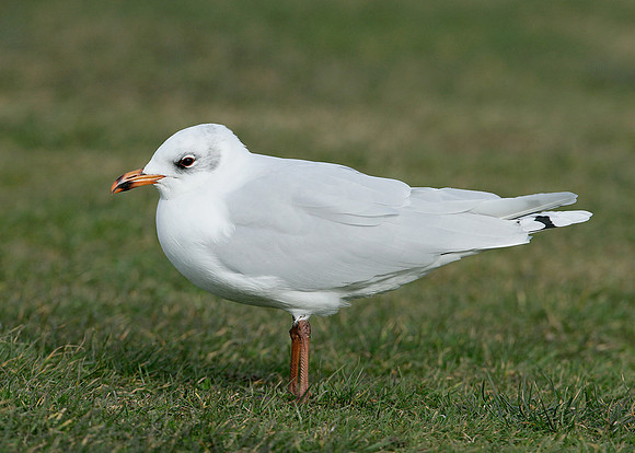 Mediterranean Gull Larus melanocephalus