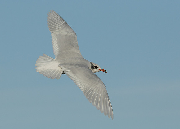 Mediterranean Gull Larus melanocephalus