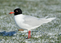 Mediterranean Gull Larus melanocephalus