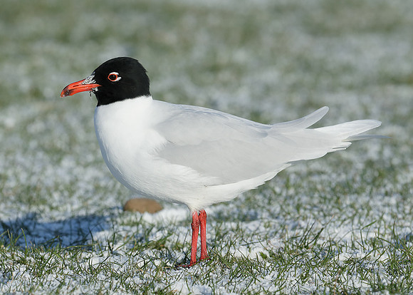 Mediterranean Gull Larus melanocephalus