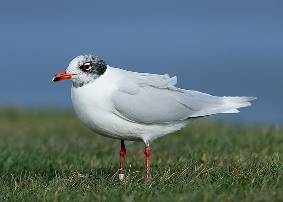 Mediterranean Gull Larus melanocephalus