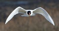 Mediterranean Gull Larus melanocephalus