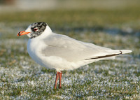 Mediterranean Gull Larus melanocephalus