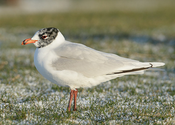 Mediterranean Gull Larus melanocephalus