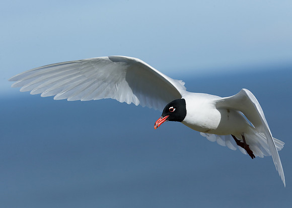 Mediterranean Gull Larus melanocephalus