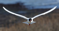 Mediterranean Gull Larus melanocephalus