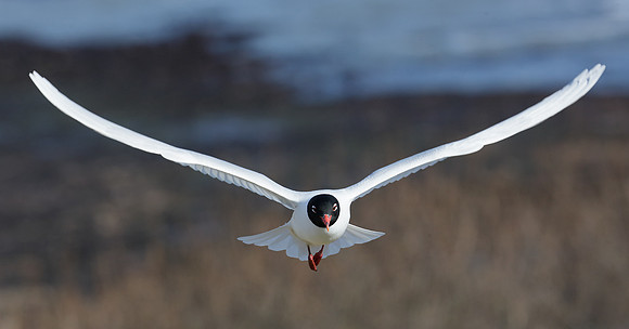 Mediterranean Gull Larus melanocephalus