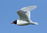 Mediterranean Gull Larus melanocephalus