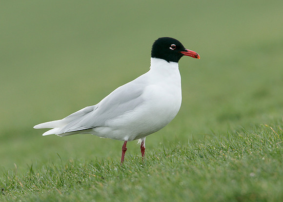 Mediterranean Gull Larus melanocephalus