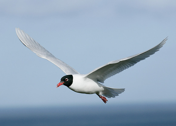 Mediterranean Gull Larus melanocephalus
