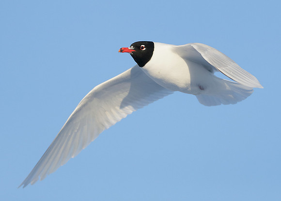 Mediterranean Gull Larus melanocephalus