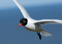 Mediterranean Gull Larus melanocephalus