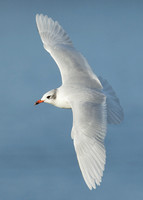 Mediterranean Gull Larus melanocephalus