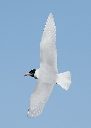 Mediterranean Gull Larus melanocephalus