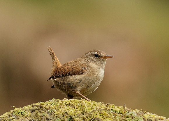 Wren Troglodytes troglodytes