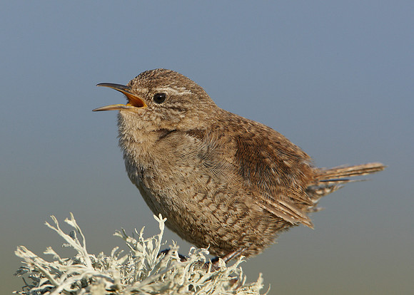 Wren Troglodytes troglodytes