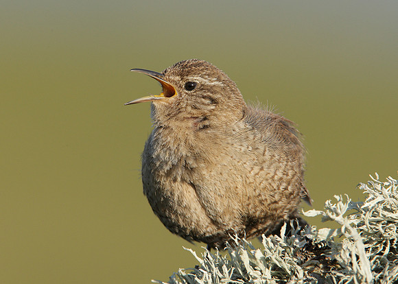 Wren Troglodytes troglodytes
