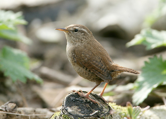 Wren Troglodytes troglodytes
