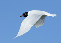 Mediterranean Gull Larus melanocephalus