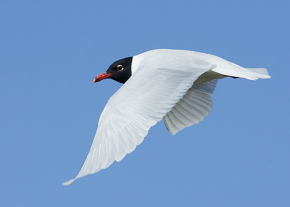 Mediterranean Gull Larus melanocephalus