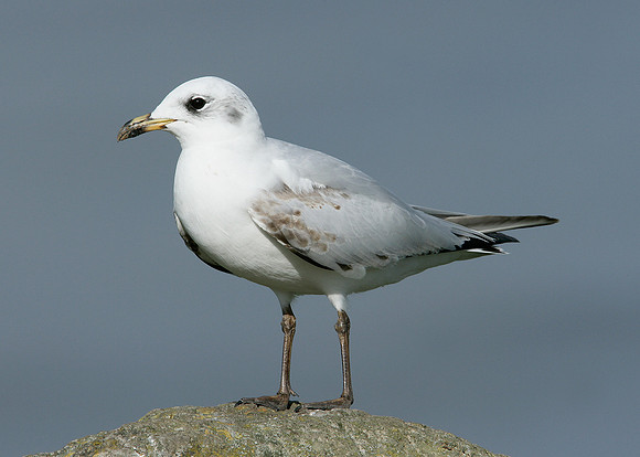 Mediterranean Gull Larus melanocephalus
