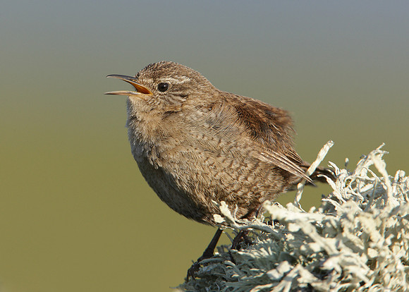 Wren Troglodytes troglodytes