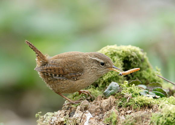 Wren Troglodytes troglodytes