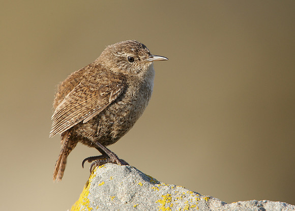 Wren Troglodytes troglodytes