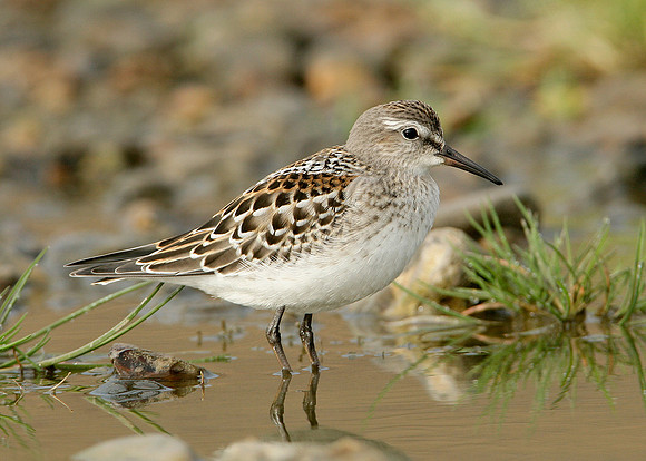 White-rumped Sandpiper Calidris fuscicollis